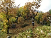 87 Splendida faggeta sagomata ad uso roccoli